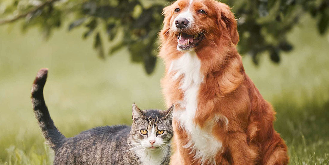 Responsible Pet Ownership